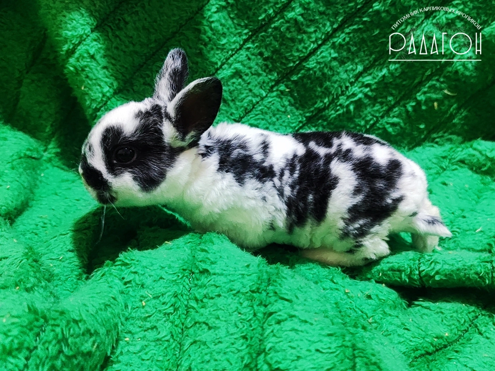 Декоративный кролик породы Карликовый рекс окраса Черный плащевой - Радагон Жадар