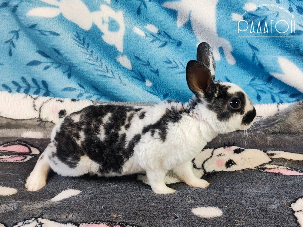 Декоративный кролик породы Карликовый рекс окраса Черный плащевой - Радагон Жадар