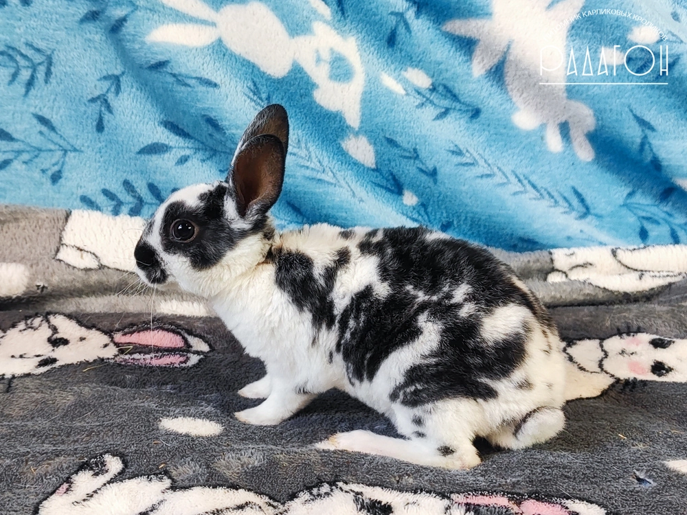 Декоративный карликовый кролик Черный плащевой