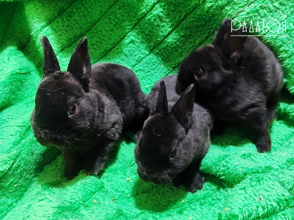 Декоративный карликовый кролик Черный