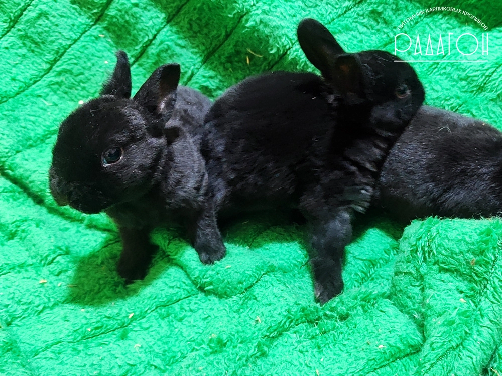 Декоративный карликовый кролик Черный
