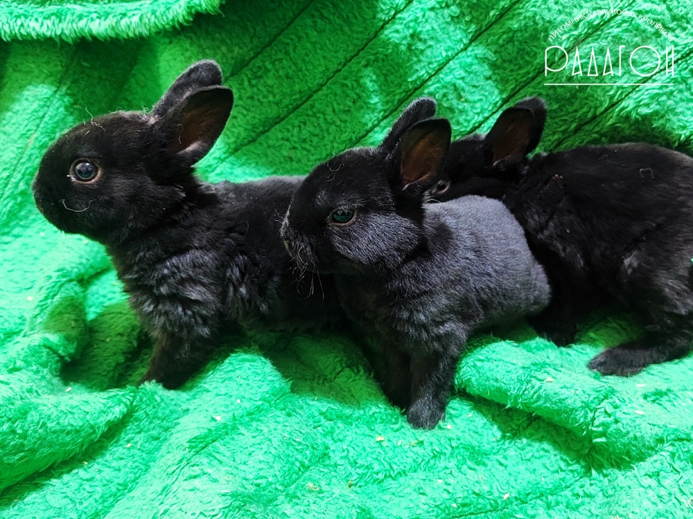 Декоративный кролик породы Карликовый рекс окраса Черный - Радагон Жудас, Жесть