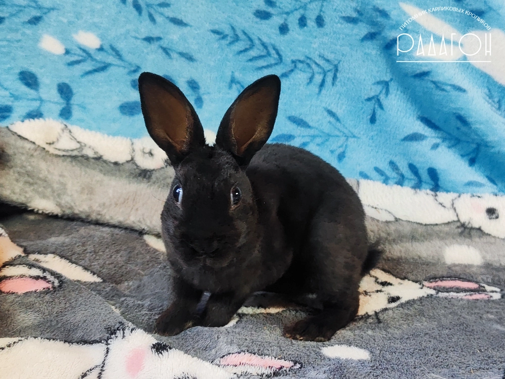 Декоративный карликовый кролик Черный
