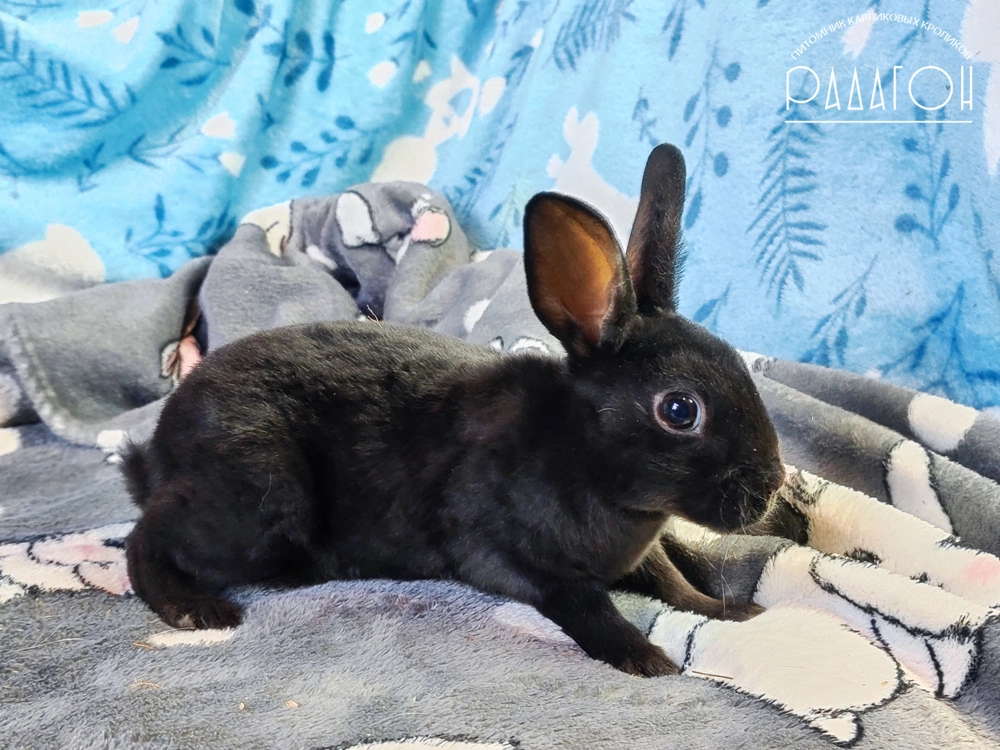 Декоративный карликовый кролик Черный