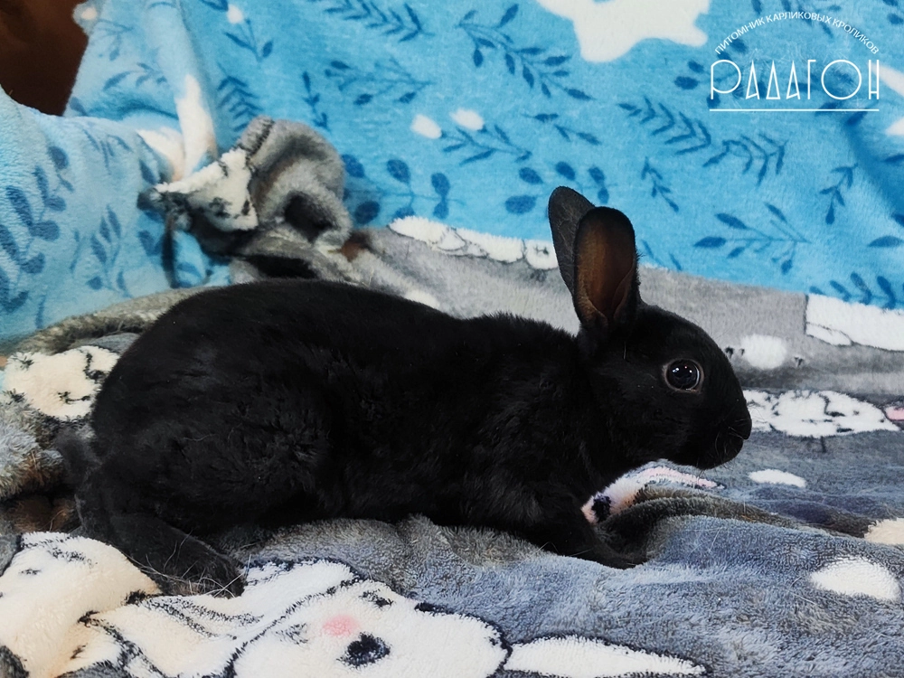 Декоративный карликовый кролик Черный