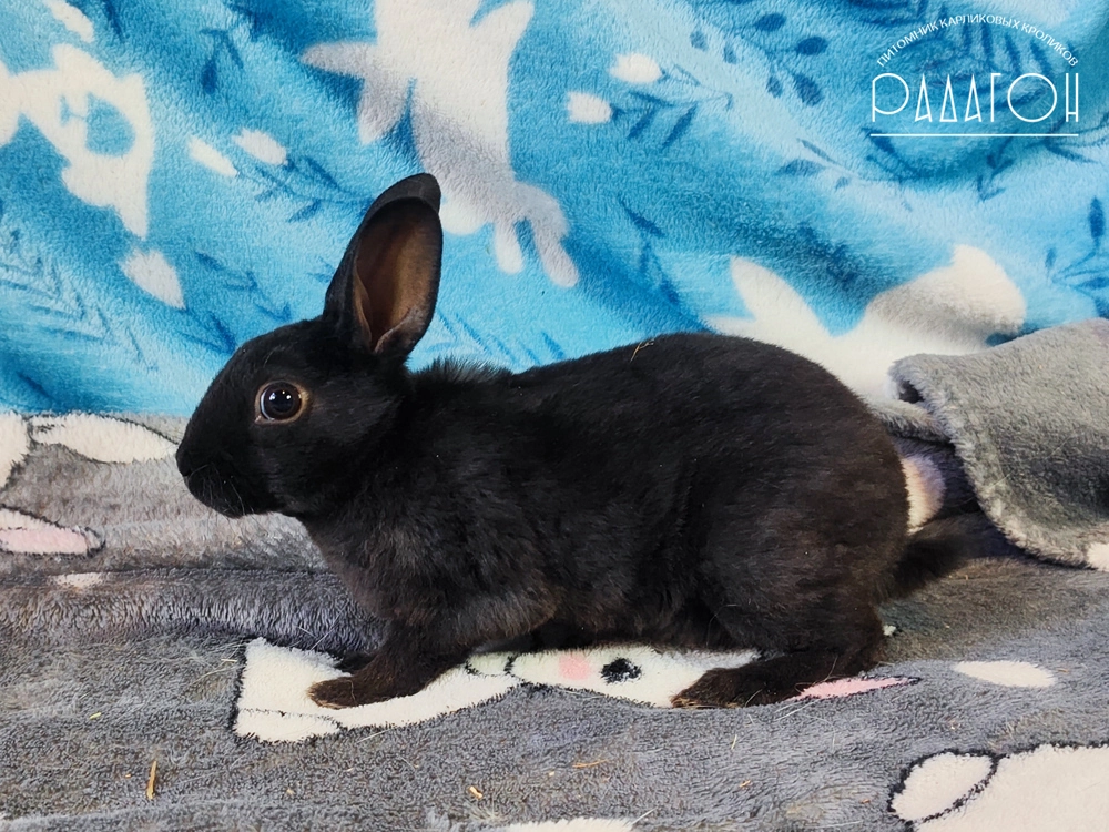 Декоративный кролик породы Карликовый рекс окраса Черный - Радагон Жрица
