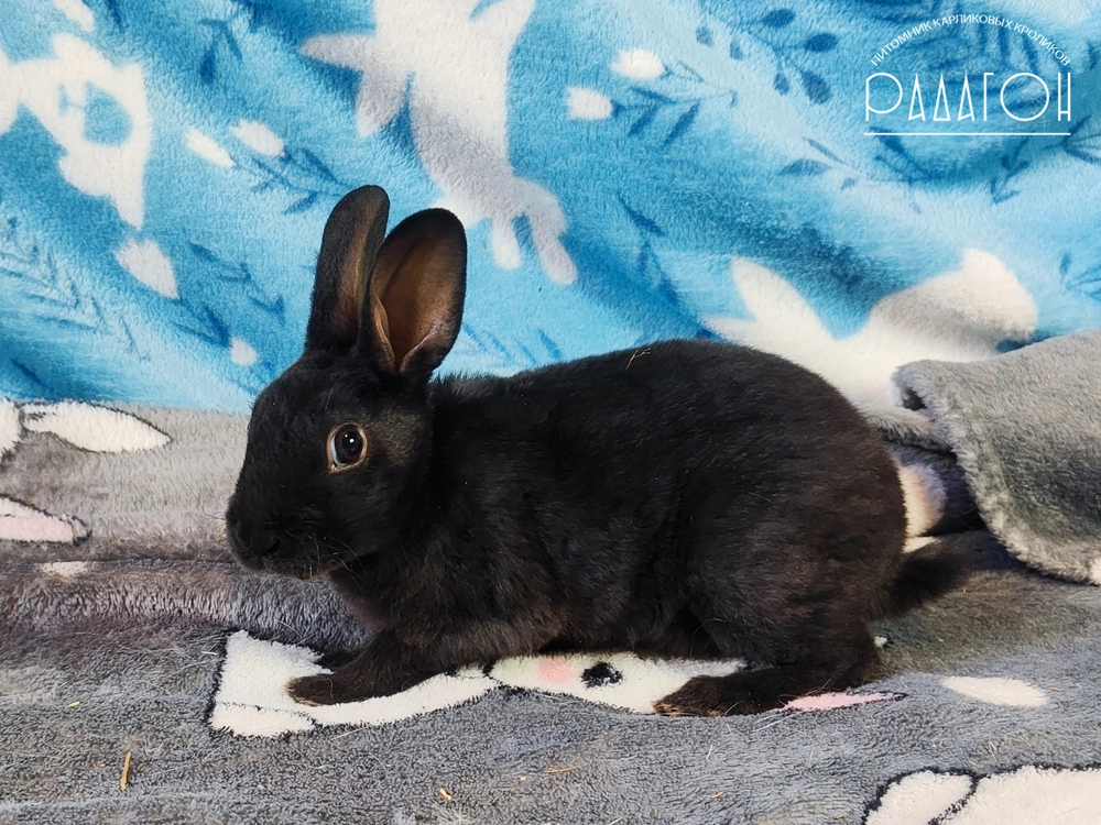 Декоративный карликовый кролик Черный
