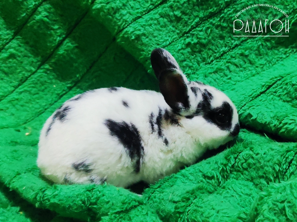 Декоративный карликовый кролик Далматин черный