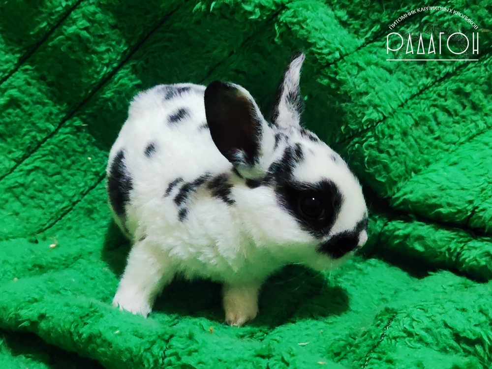 Декоративный карликовый кролик Далматин черный