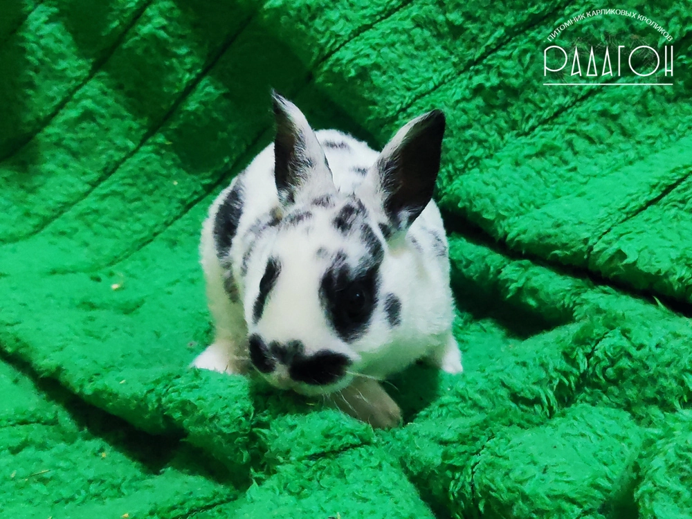 Декоративный карликовый кролик Далматин черный