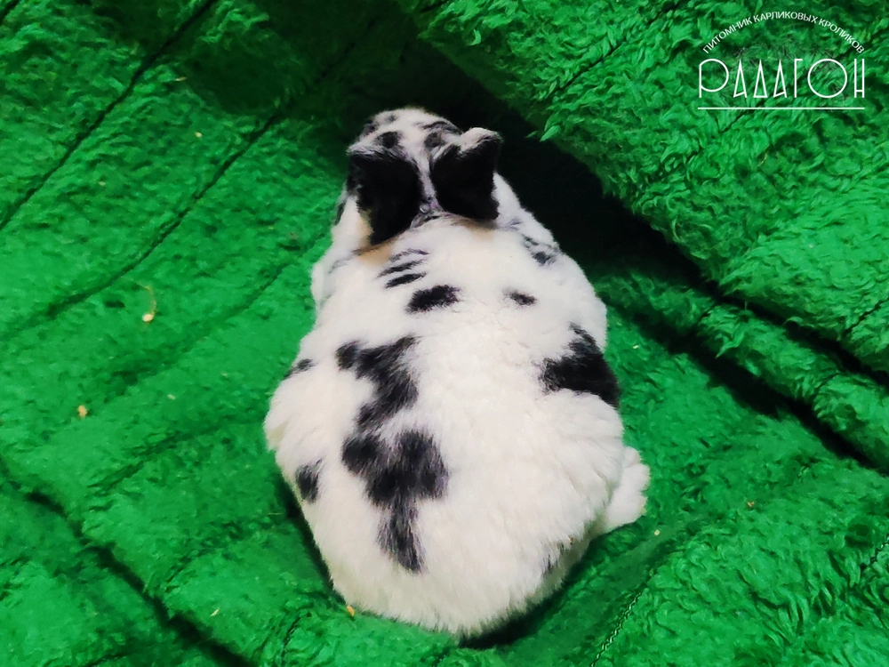 Декоративный карликовый кролик Далматин черный
