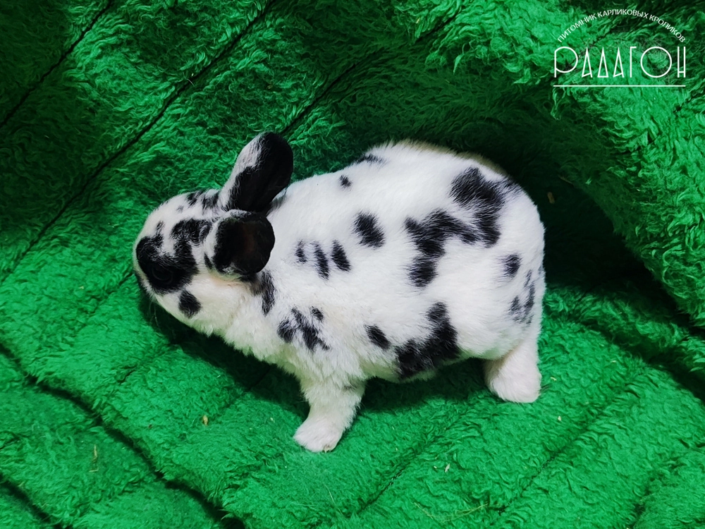Декоративный карликовый кролик Далматин черный