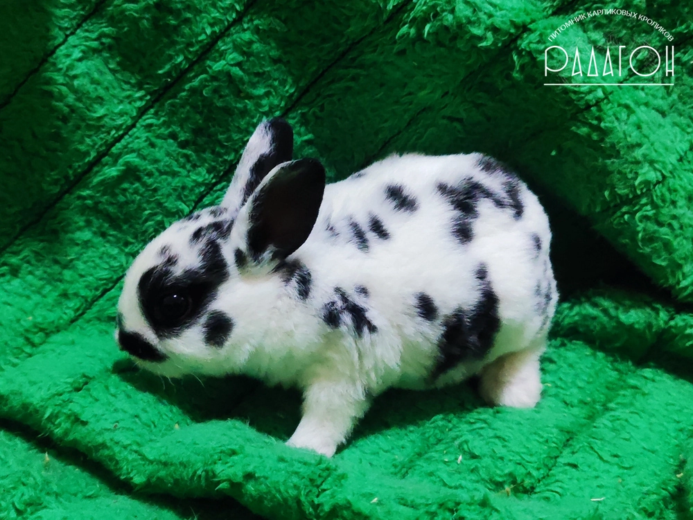 Декоративный кролик породы Карликовый рекс окраса Далматин черный - Радагон Жулик