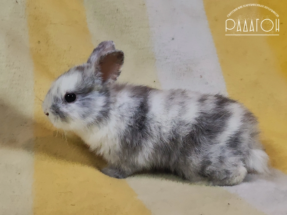 Декоративный карликовый кролик Рён