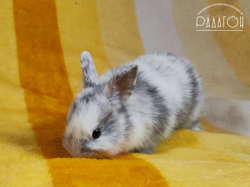 Декоративный карликовый кролик Рён