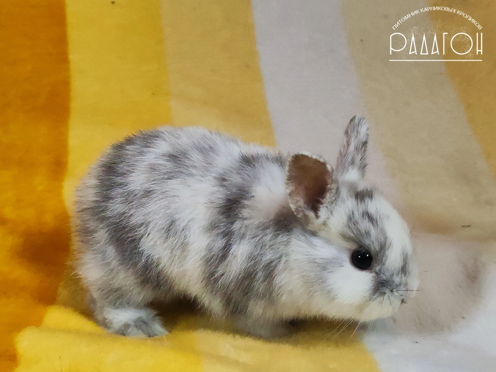 Декоративный карликовый кролик Рён
