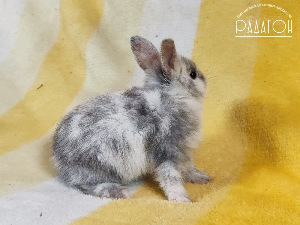 Декоративный кролик породы Немецкий цветной карлик окраса Рён - Радагон Зидан