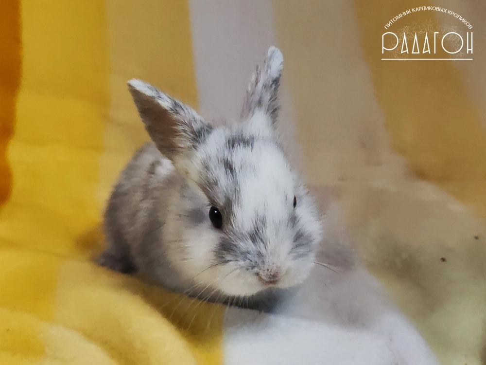 Декоративный карликовый кролик Рён