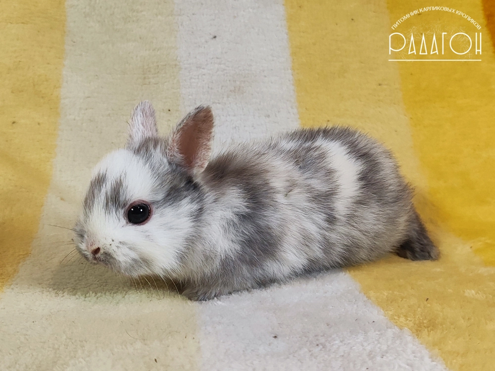 Декоративный карликовый кролик Рён