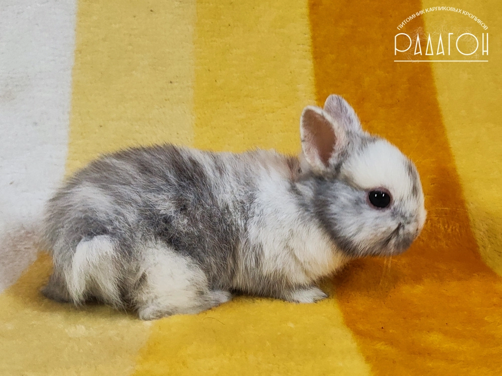 Декоративный карликовый кролик Рён