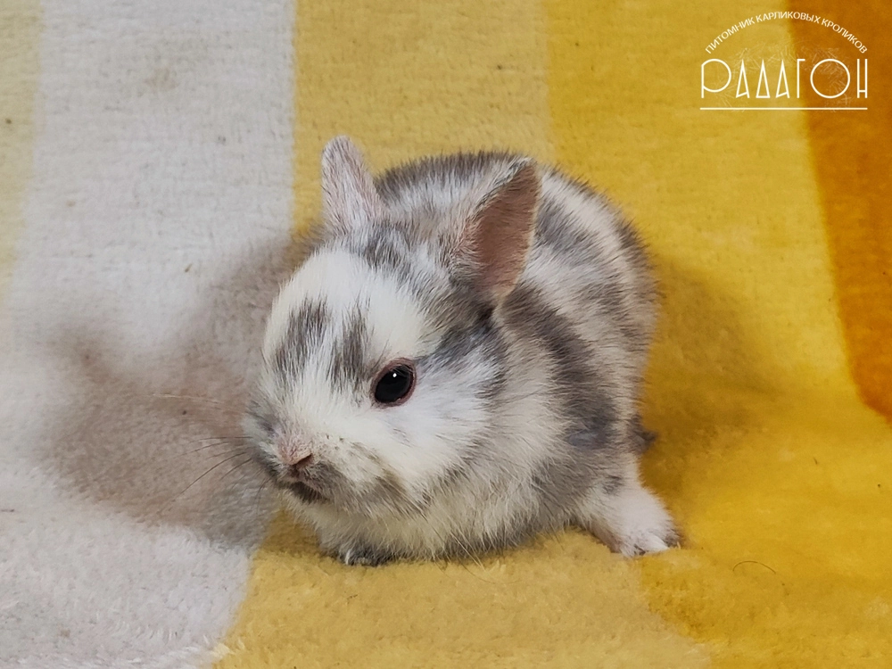 Декоративный кролик породы Немецкий цветной карлик окраса Рён - Радагон Зодиак