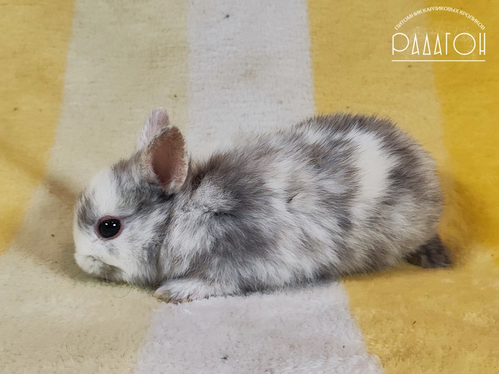 Декоративный карликовый кролик Рён