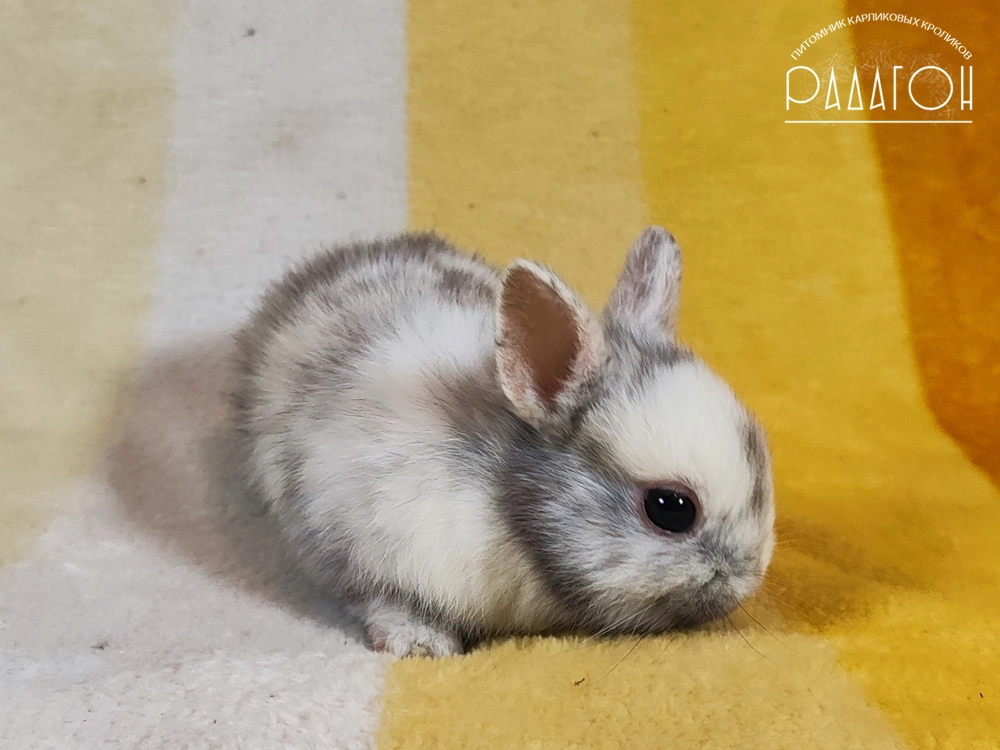 Декоративный карликовый кролик Рён