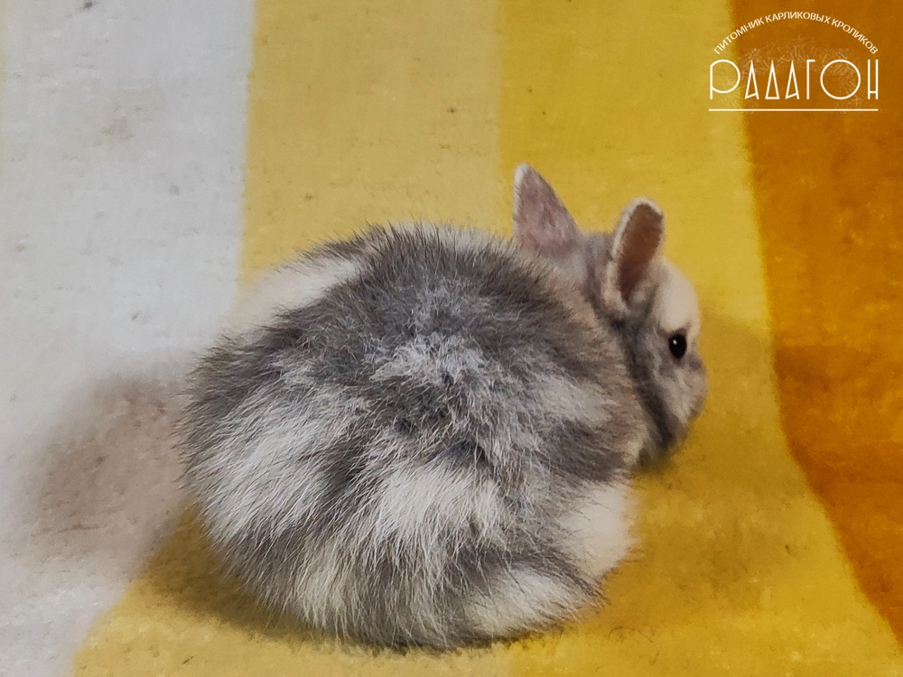 Декоративный карликовый кролик Рён