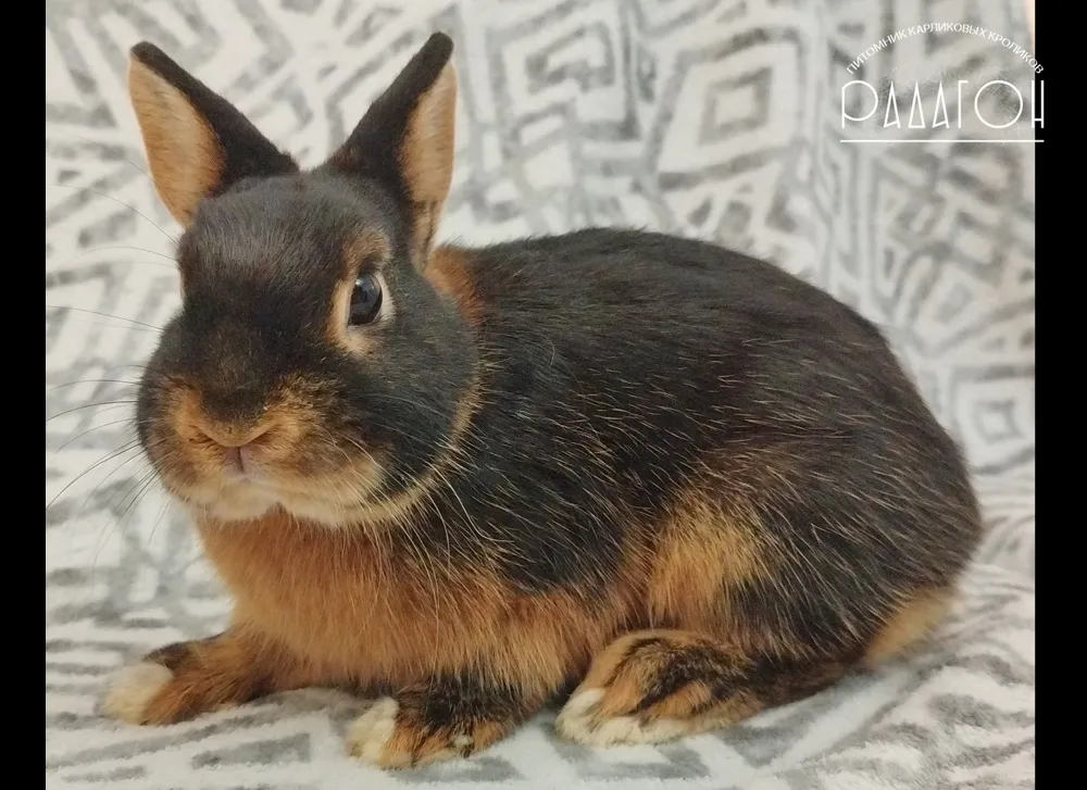 Декоративный карликовый кролик Черная огневка