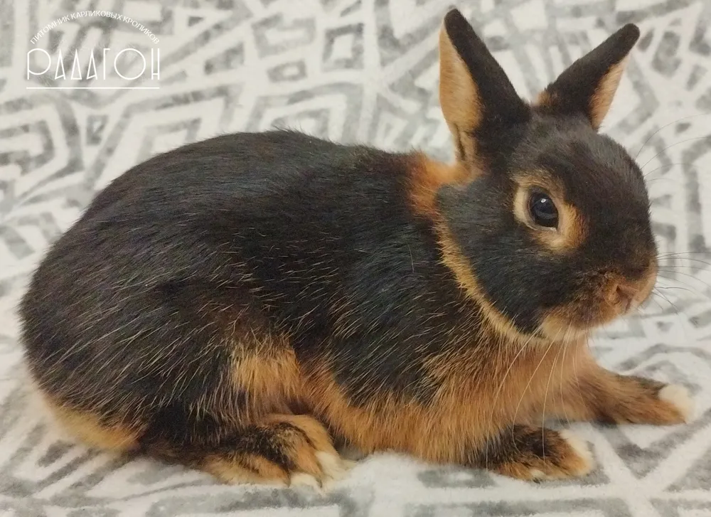 Декоративный карликовый кролик Черная огневка