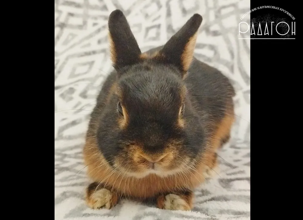Декоративный карликовый кролик Черная огневка