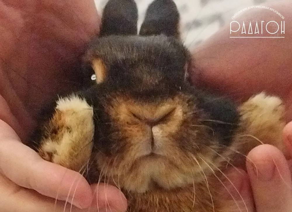 Декоративный карликовый кролик Черная огневка