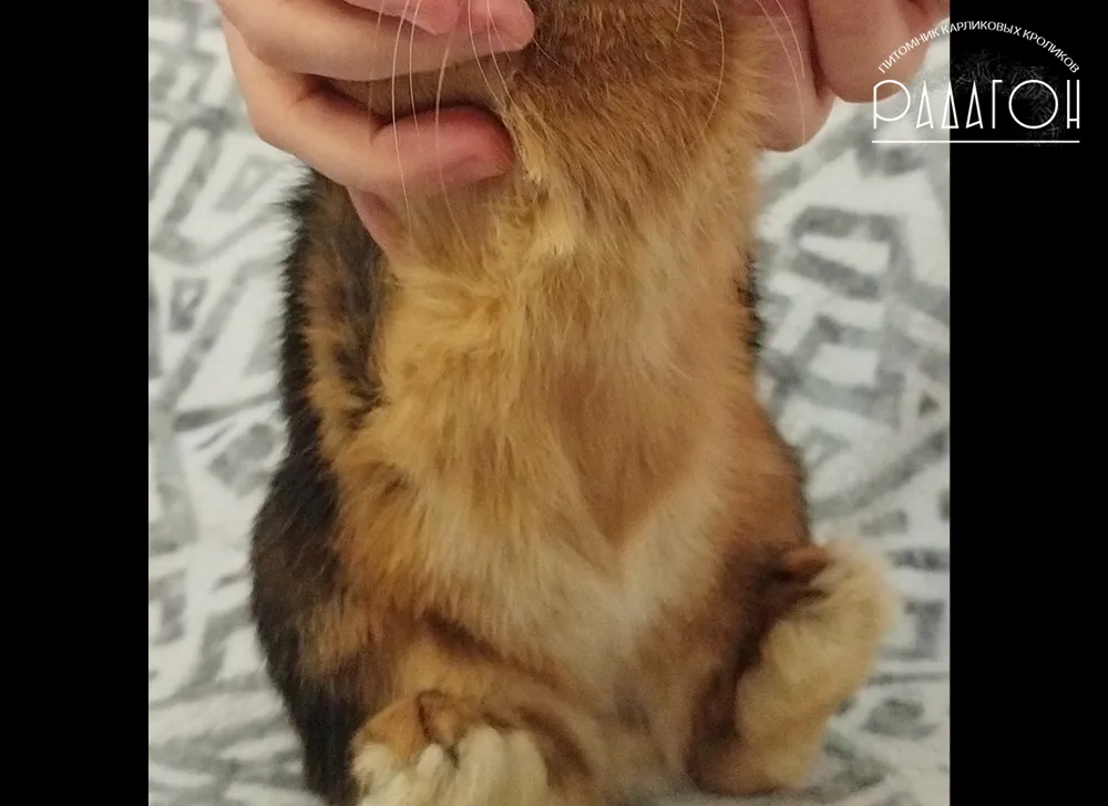 Декоративный карликовый кролик Черная огневка