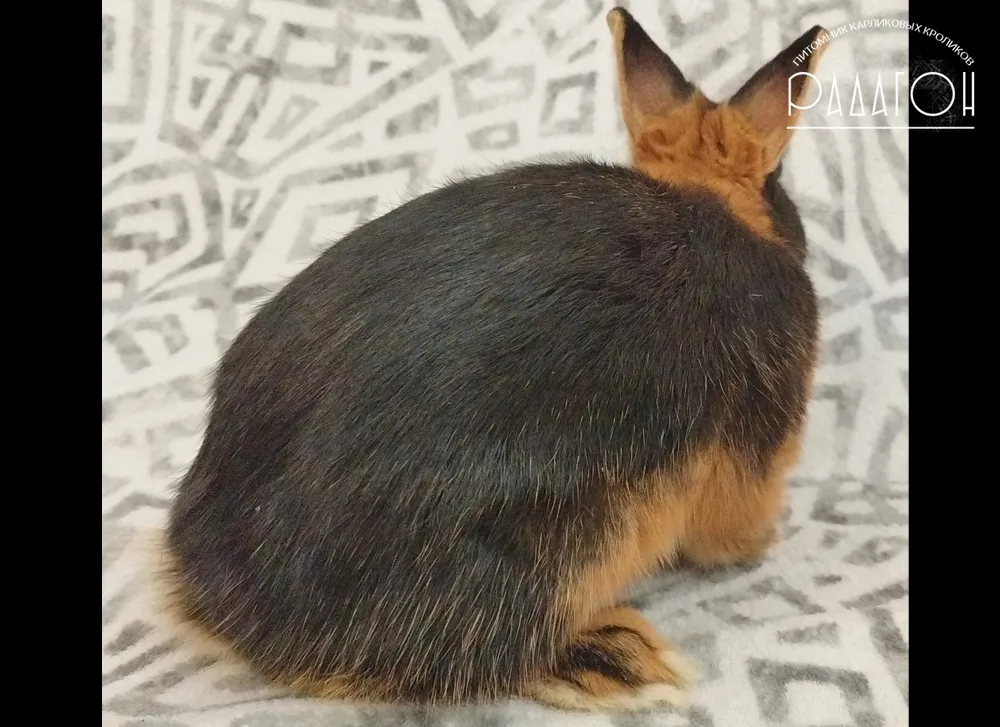 Декоративный карликовый кролик Черная огневка