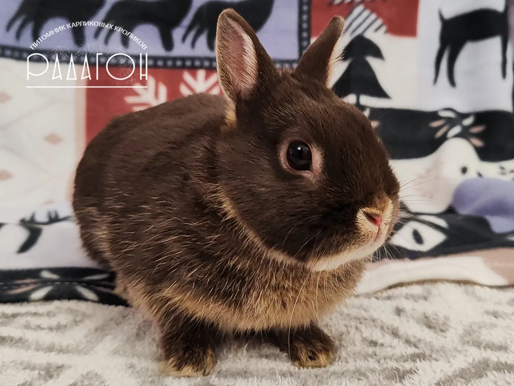 Купить декоративного кролика из питомника в Москве 🐰